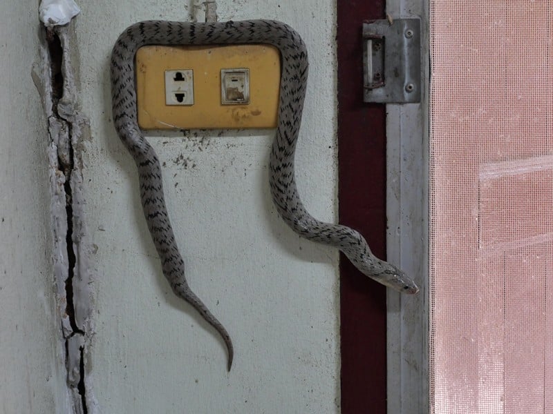 Snakes in your Basement, Crawl Space or Sump Pit