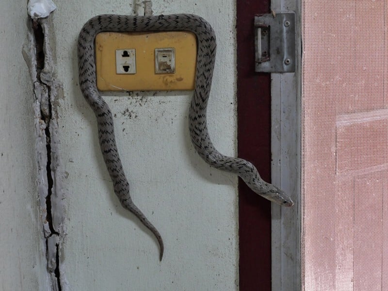 How To Rid Snakes From Basement Openbasement